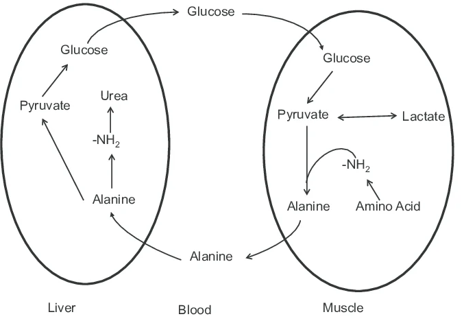 <p>Alanine can be converted back to pyruvate through transamination, and therefore participate in the glucose- alanine cycle- transporting the nitrogen from muscle to liver</p>