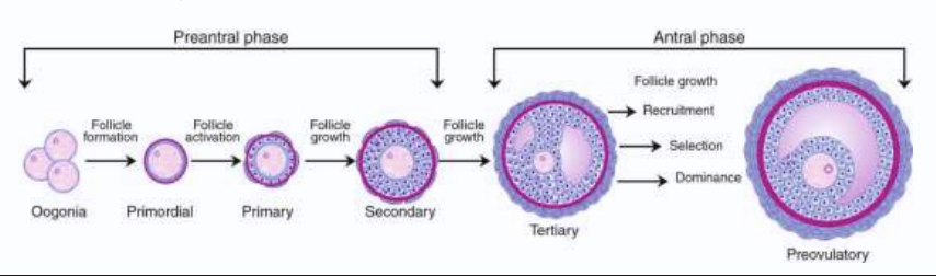 <p>process where follicles grow and develop</p>