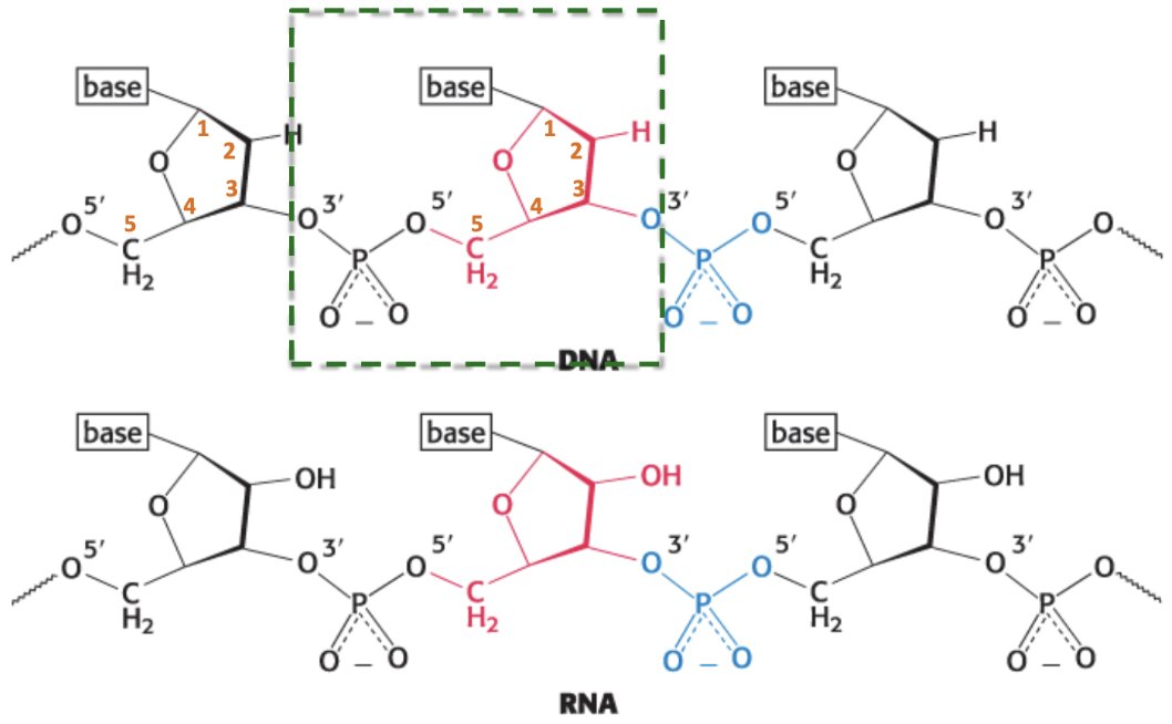 <p>the backbone of DNA and RNA</p>