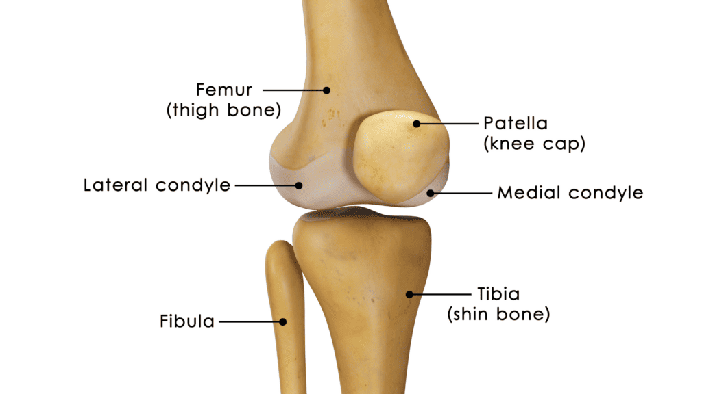 <p>Condyle</p>