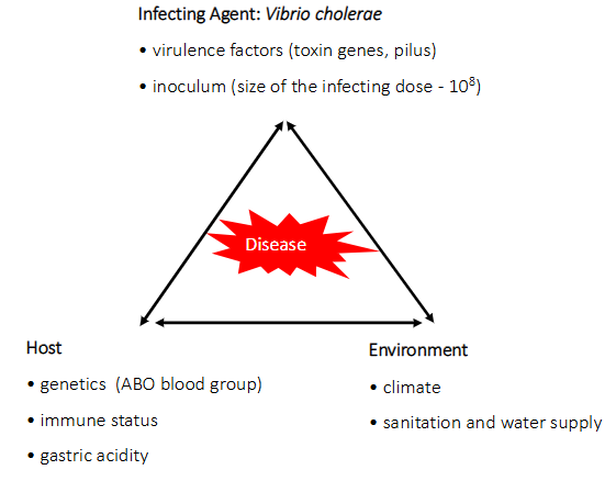 <p>INFECTING AGENT: Vibrio Cholerae</p><p>- virulence factors (toxin genes, pilus)</p><p>- inoculum (size of the infecting dose - 10^8)</p><p>.</p><p>HOST:</p><p>- genetic (ABO blood group)</p><p>- immune status</p><p>- gastric acidity</p><p>.</p><p>ENVIRONMENT:</p><p>- climate</p><p>- sanitation and water supply</p>