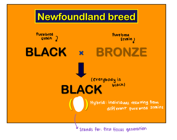 <p><strong><u>EX: Newfoundland Breed </u></strong></p><p><strong>Black </strong>(Purebred) x <span style="color: red;"><strong>Bronze </strong></span>(Purebred) → <strong>Black </strong>(everbody) </p><ul><li><p>The resulting progeny is known as ____ (first fillial generation)/hybrid </p></li></ul><p></p>