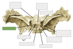 <p>Posterior view: This is</p>