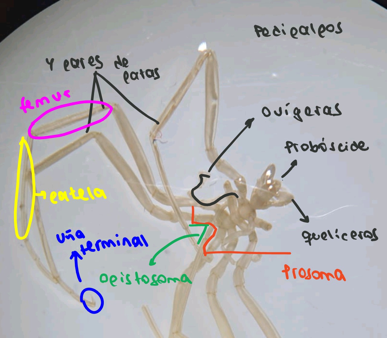 <p>Es una araña de mar</p><ul><li><p class="has-focus">Filo artrópodos</p></li><li><p class="has-focus">Subfilo: Quelicerados</p></li><li><p class="has-focus">Clase: picnogónidos</p></li><li><p class="has-focus">Orden: pantópodos</p></li></ul><p class="has-focus is-empty"></p>