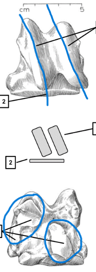 <ul><li><p>diagonal ridges</p></li><li><p>multiple articular facets on the posterior </p></li></ul><p></p><p>horse astragalus </p><p></p>