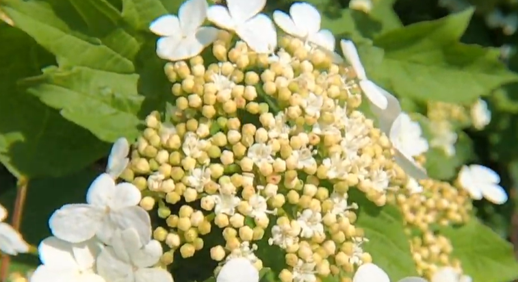 <p>litet träd, 1-4 meter. sterila blommor som lockar i kanten, fertila mittendel, med mindre gulvita blommor</p>