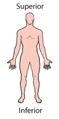 <p>towards head or towards feet</p>