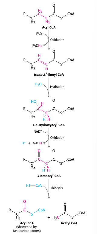 <p>beta oxidation</p>