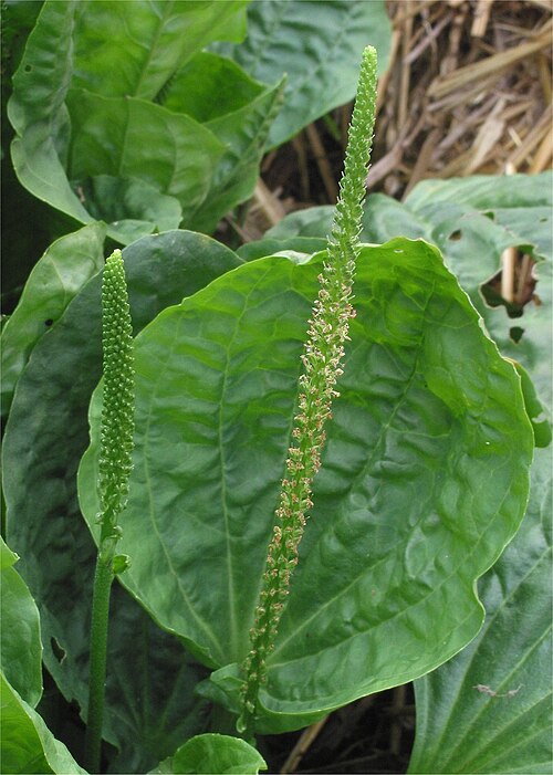 <ul><li><p>Broad ribbed basal leaves</p></li><li><p>Parallel leaf veins</p></li><li><p>Tall skinny seed spikes in summer</p></li><li><p>Flat rosette growth</p></li><li><p>Paths, lawns & compacted soil</p></li></ul><p></p>