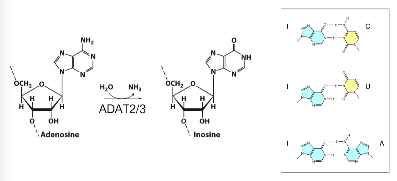 <ul><li><p>the tRNA adenosine deaminase (ADAT2/3) modifies adenosine bases on some tRNA anti-codon sequences to create inosine (I)</p></li><li><p>Inosine can form atypical base pairing with A, C, and U</p></li></ul><p></p>