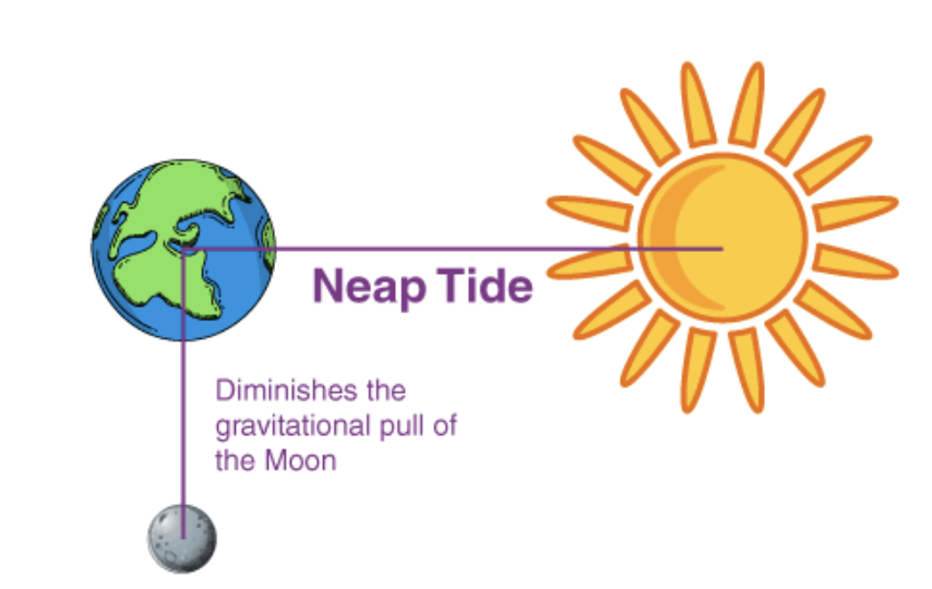 <p>Neap tides</p>
