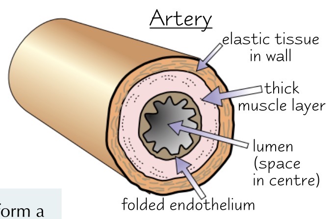 <ul><li><p>carry blood from the heart to the rest of the body</p></li><li><p>thick and muscular walls</p></li><li><p>elastic tissue to stretch and recoil as the heart beats</p><ul><li><p>which helps maintain the high pressure</p></li></ul></li><li><p>the inner lining is folded, allowing the artery to stretch</p><ul><li><p>helps to maintain high pressure</p></li></ul></li><li><p>all arteries carry oxygenated blood</p></li><li><p>EXCEPT pulmonary arteries which take deoxygenated blood to the lungs</p></li></ul><p></p>