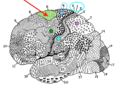 <p>Important for internally generated and well-practiced sequences.</p>