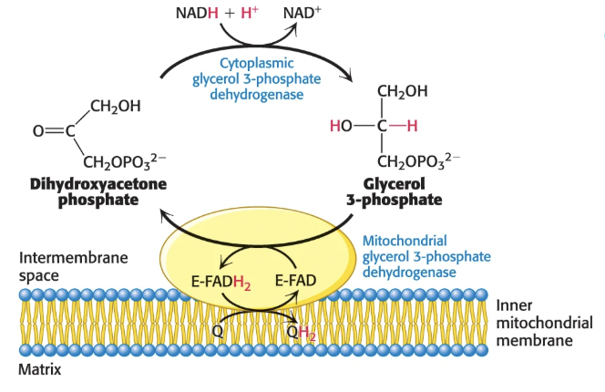 <p>Via the <strong>glycerol 3-phosphate shuttle</strong>:</p><ol><li><p>cytoplasmic NADH reduces DHAP to glycerol 3-phosphate via <strong>glycerol 3-phosphate dehydrogenase</strong></p></li><li><p>glycerol 3-phosphate moves into the mitochondria where it is reoxidized to DHAP by an IM-membrane bound FAD-linked dehydrogenase, passing the electrons to FAD to form FADH2</p></li><li><p>FADH2 passes electrons to CoQ, reducing it to QH2 that then enters the ETC at Complex III</p></li></ol><p>Faster, but less efficient because electrons enter ETC as FADH2, not NADH, so 1.5 ATP are formed instead of 2.5</p><p></p>