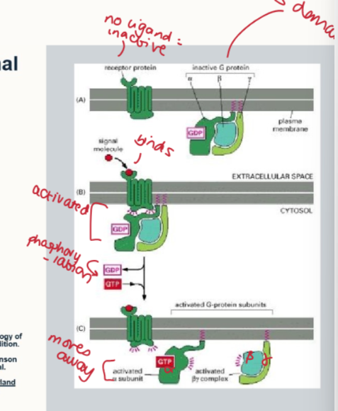 <ol><li><p>no ligand = inactive receptor</p></li><li><p>binding of ligand recruites the G protein complex</p></li><li><p>GTP replaces GDP</p></li></ol><ul><li><p>G alpha and beta proteins dissociate</p></li><li><p>G alpha and beta subtunits regulate 2nd messengers: including adenylate cyclase</p></li></ul><p></p>
