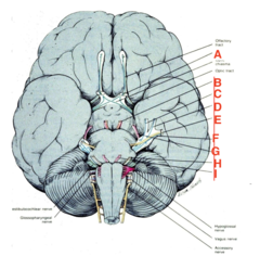 <p>What structure is H?</p>