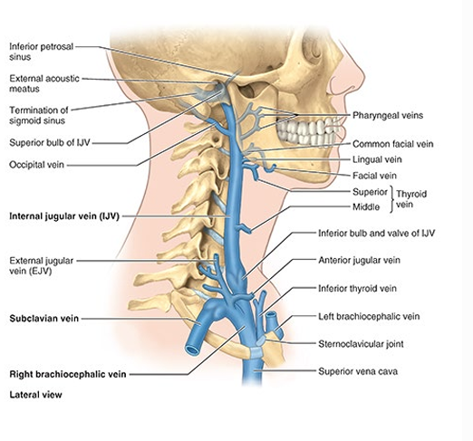 <ul><li><p>internal jugular vein &amp; tributaries</p></li></ul><p></p>