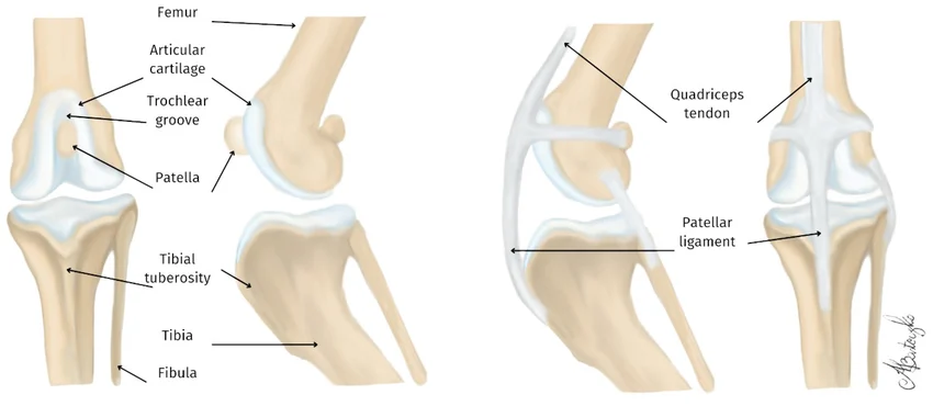 <ul><li><p>eg patellar</p></li><li><p><strong>alter direction</strong> of tendons</p></li><li><p><strong>give leverage </strong>to tendons</p></li><li><p>prevent excessive <strong>tendon wear</strong></p></li></ul><p></p>