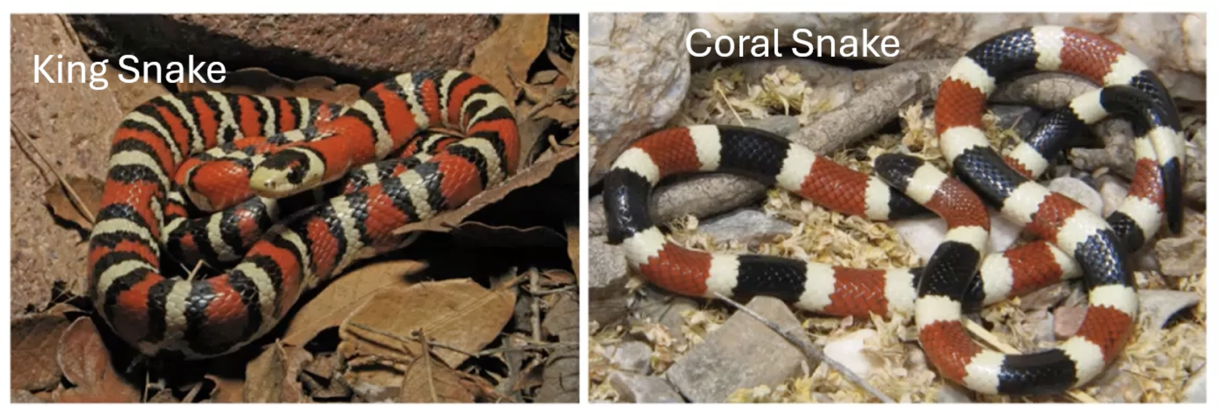 <p>non-venomous king snake mimicking a venomous coral snake</p>