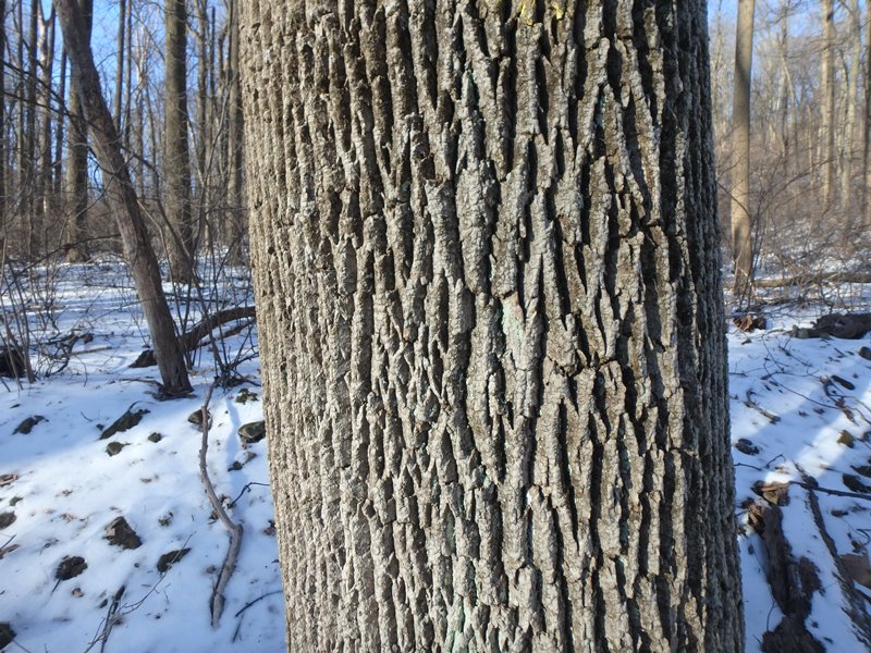 <p>A White Ash Tree (Opposite (on branch), pinnately compound (picture) leaves-7 to 11 leaflets, bark has tight interlacing diamond shaped pattern of ridges and furrows, cork colored when scraped) </p>
