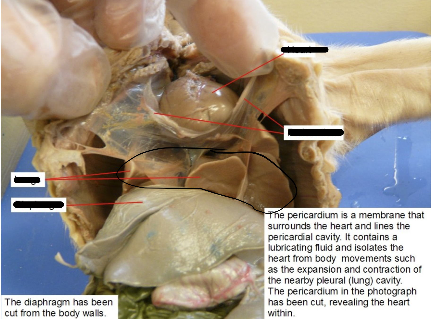 <p>Identify this Organ</p>