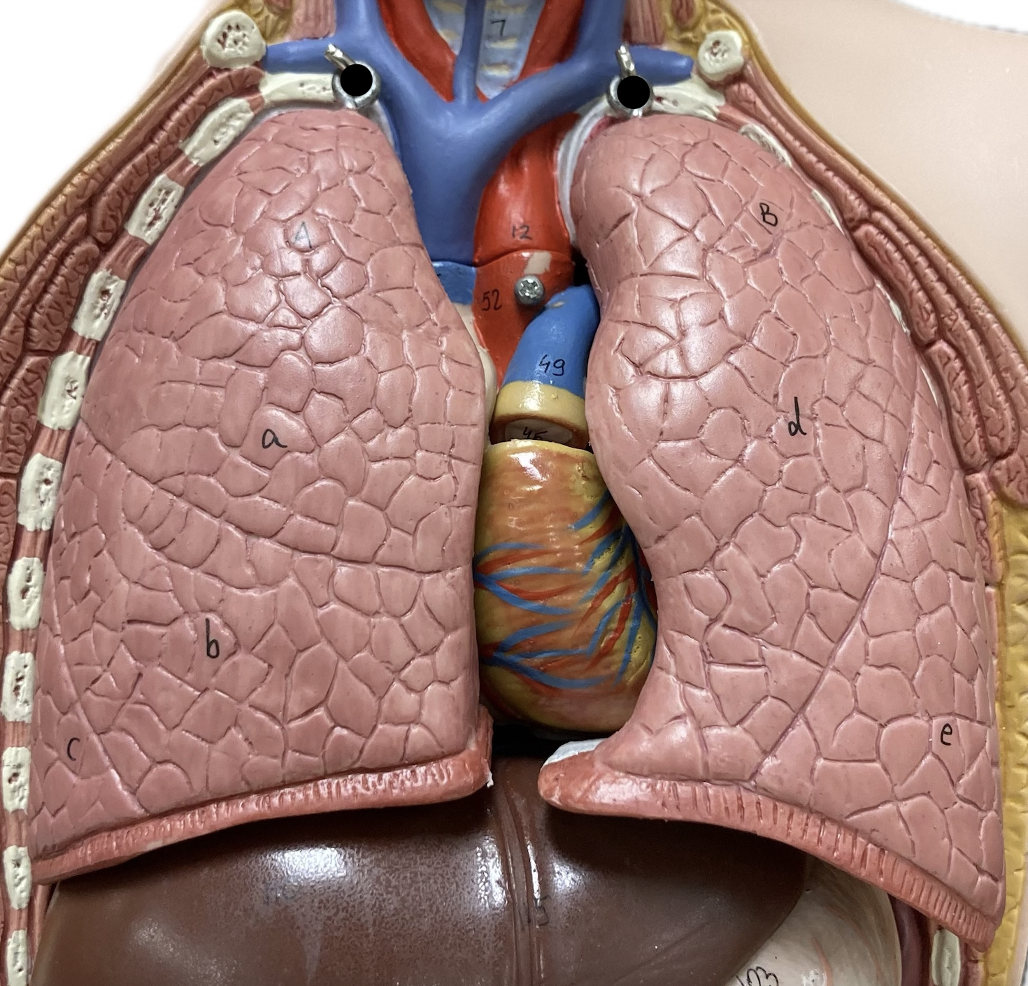 <p>Lungs</p>