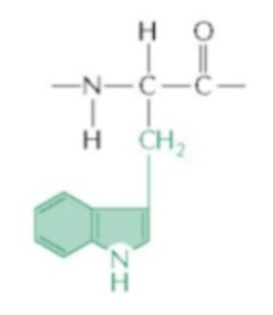 <p>Tryptophan</p>
