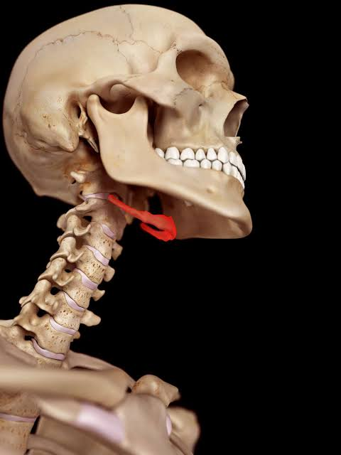 <p>Does not connect to any other bone, Serves as an anchor for the tongue, and aids in swallowing and speech </p>