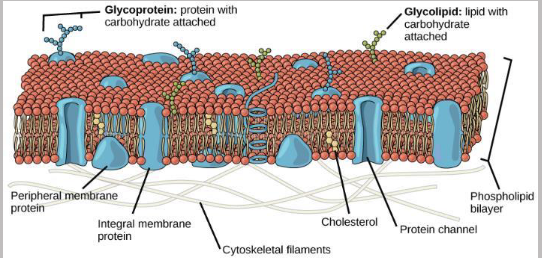<p>A mosaic of components (phospholipids, cholesterol, proteins, and<br>carbohydrates) that give the membrane a fluid character</p><ul><li><p>describes the cell membrane as a flexible phospholipid bilayer studded with a dynamic patchwork of proteins, cholesterol, and carbohydrates that drift laterally</p></li><li><p>describes the <span>plasma membrane</span> as a flexible, dynamic <span>phospholipid bilayer</span> with proteins, cholesterol, and carbohydrates drifting laterally throughout it</p></li></ul><p></p>
