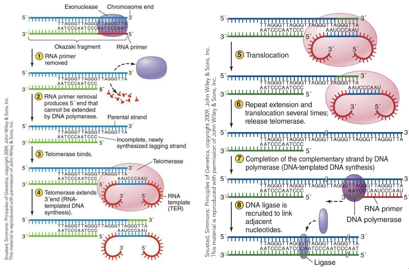 <ol><li><p>RNa primer removed</p></li><li><p>RNA primer removal produces 5' end that cannot be extended by DNA polymerase.</p></li><li><p>Telomerase binds.</p></li><li><p>Telomerase extends 3' end (RNA-templated DNA synthesis).</p></li><li><p>Translocation</p></li><li><p>Repeat extension and translocation several times; release telomerase.</p></li><li><p>Completion of the complementary strand by DNA polymerase (DNA-templated DNA synthesis)</p></li><li><p>DNA ligase is recruited to link adjacent nucleotides.</p></li></ol><p></p>