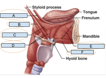 <p>Which structure is labeled A?</p>