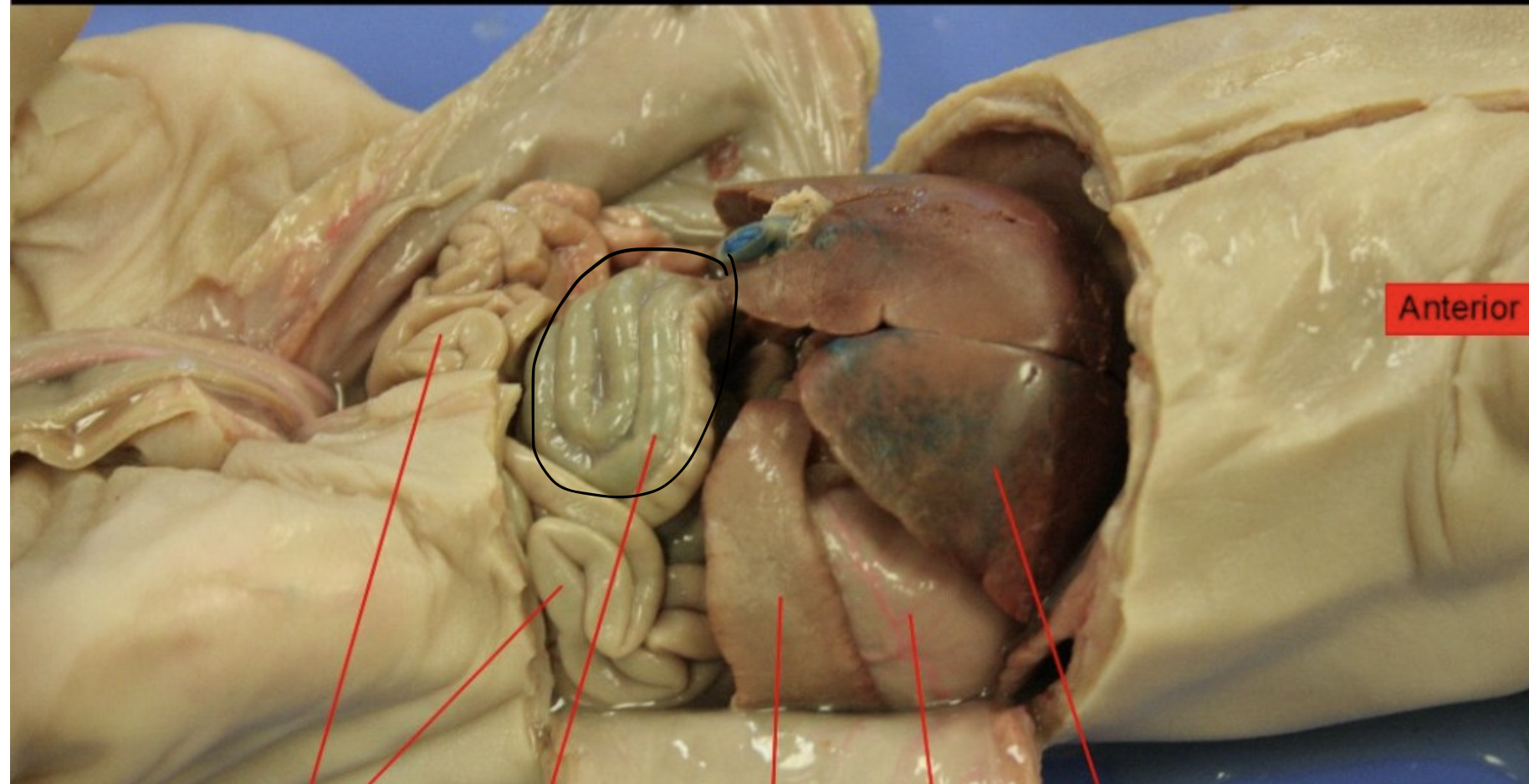 <p>Identify this Organ</p>