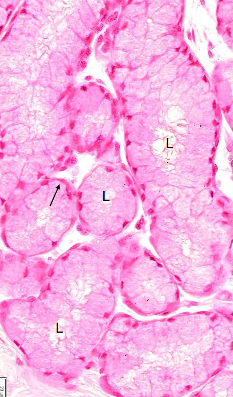 <p>soort epitheel en structuur</p>