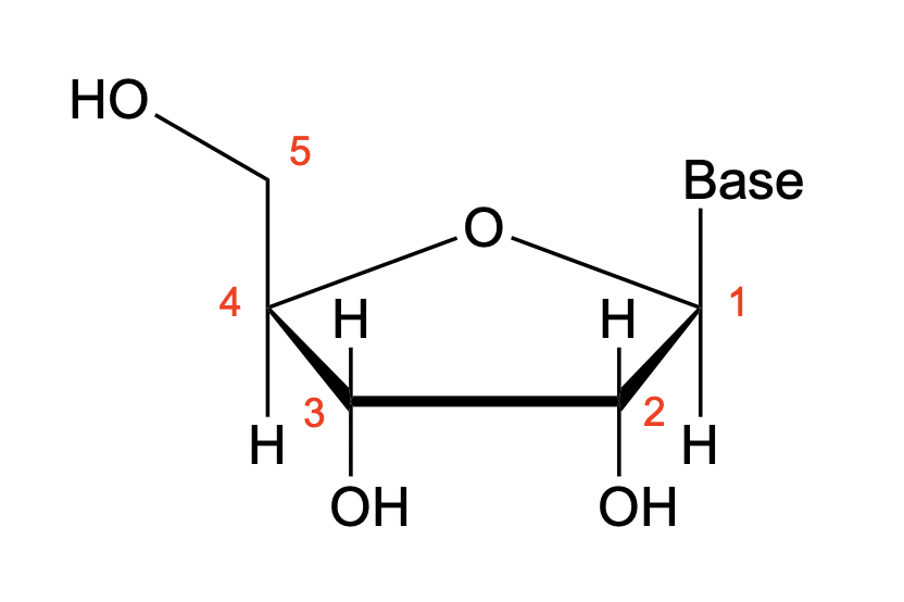 <p>pentose for RNA; -OH on C2</p>
