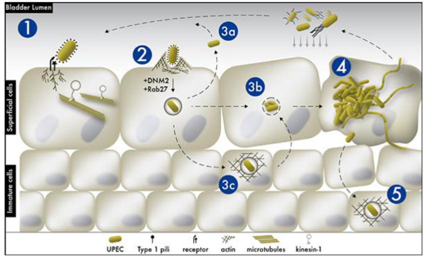 <p>- Gram negative common bacteria that can acquire pathogenicity due to acquisition of plasmids</p><p>- Uropathogenic E. coli is the most common cause of UTIs (urinary tract infections)</p><p>- Uropathogenic E. coli (UPEC) infection cycle:</p><ol><li><p>Type 1 pili bind via tip adhesion to mannose on glycosylated urinary tract epithelium </p></li><li><p>E.coli adherence stimulates G-protein activation (Rab27) causing host cell actin reorganization </p></li><li><p>Three fates post-phagocytosis: 3a) replication w/in phagosome then exocytosis → slow, latent infection. 3b) destruction of phagosome allowing cytoplasmic replication → fast infection (secrete alpha hemolysin to lyse cells to liberate nutriants especially iron). 3c) phagosome gets encased in actin. Called a quiescent intracellular resevoir. Can remain in host cells for months. Flare up w/ stress (speeds up replication)</p></li></ol><p>- Just eat cranberries? Chemical in cranberries that binds and blocks bacterial adhesions. </p><ul><li><p>Works in lab, does not work in large scale studies </p></li></ul><p>- Just eat Tums? Dec acidity in urine. Many dec infections. </p><p></p>