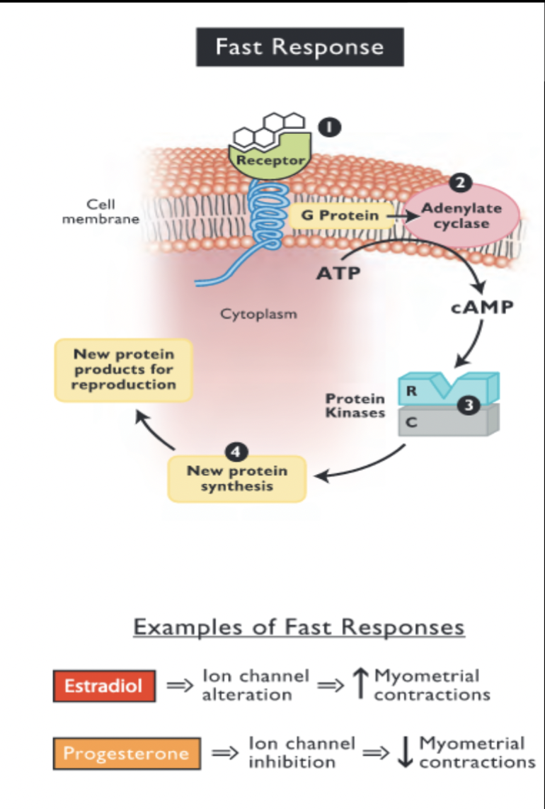 <p>Similar pathway as protein hormones:</p><ol><li><p>hormone-receptor binding</p></li><li><p>adenylate cyclase activation</p></li><li><p>protein kinase activation</p></li><li><p>changes in Ca++ channel permeability</p></li></ol><ul><li><p>diffuses across plasma membrane into interstitial spaces and blood</p></li></ul><p></p>