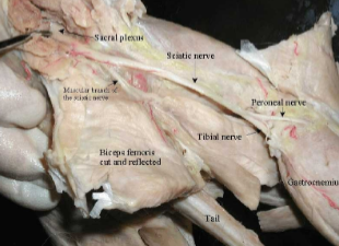 <p>Provides motor innervation to the posterior compartment of the thigh.</p>