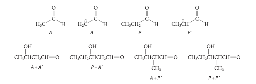 <p>4;</p><p>A + A’, <br>P + A’, <br>A + P’,<br>P + P’</p>