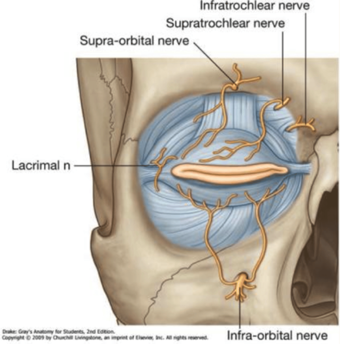 <p>What does the lacrimal nerve (CN V1 ) run and innervate?</p>