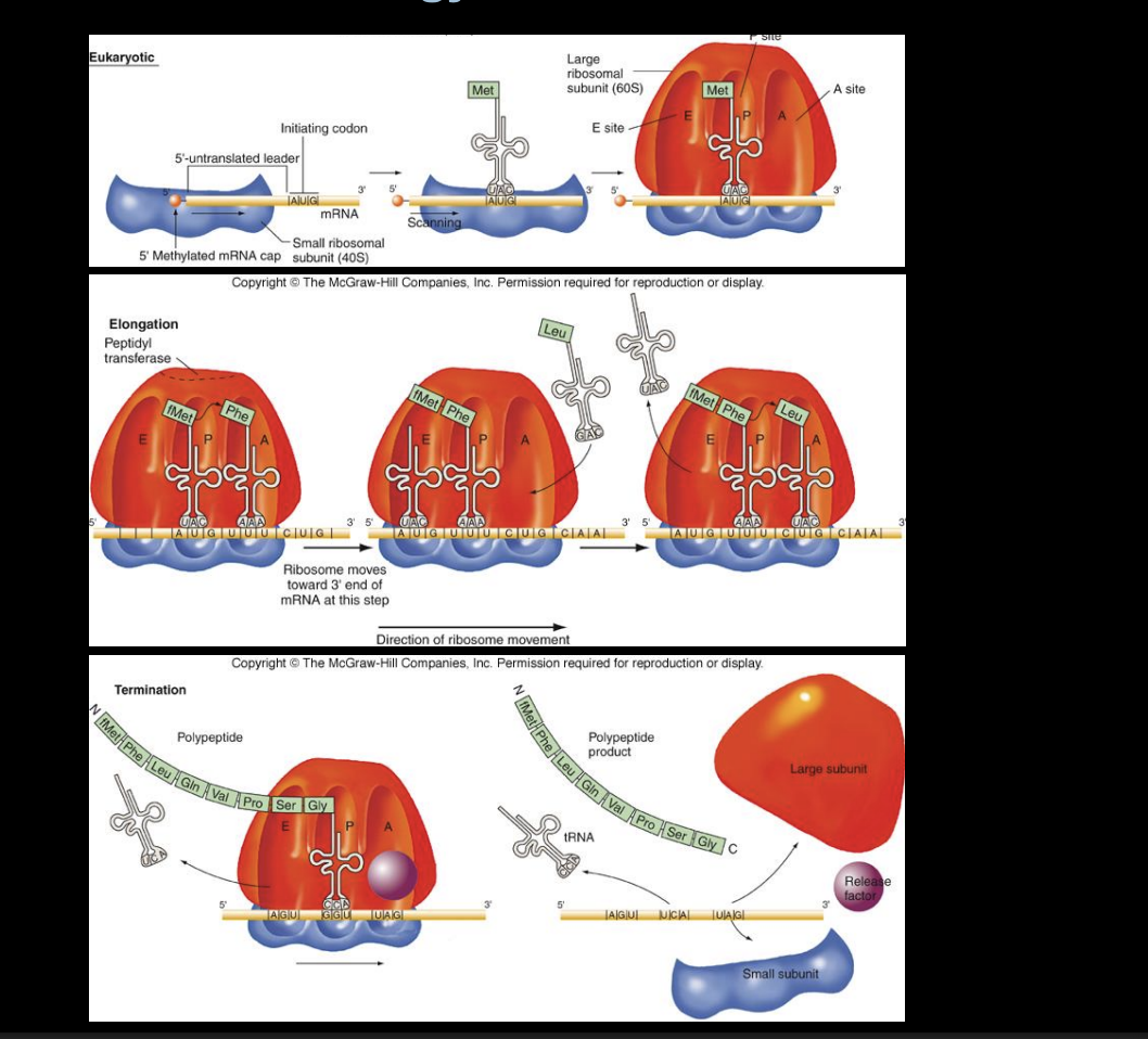 <p>Translation is the process of using the information in mRNA to build a protein. It takes place on ribosomes, and it follows transcription (and, in eukaryotes, RNA processing).</p><p></p>