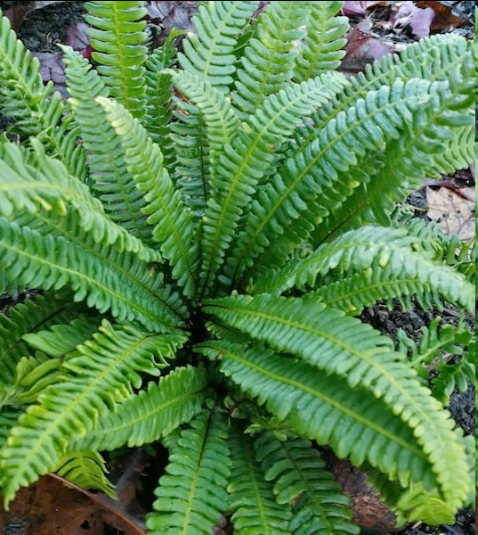<p><span style="font-family: "Open Sans"; font-size: large;"><strong><u>Struthiopteris spicant - Deer fern</u></strong></span></p>