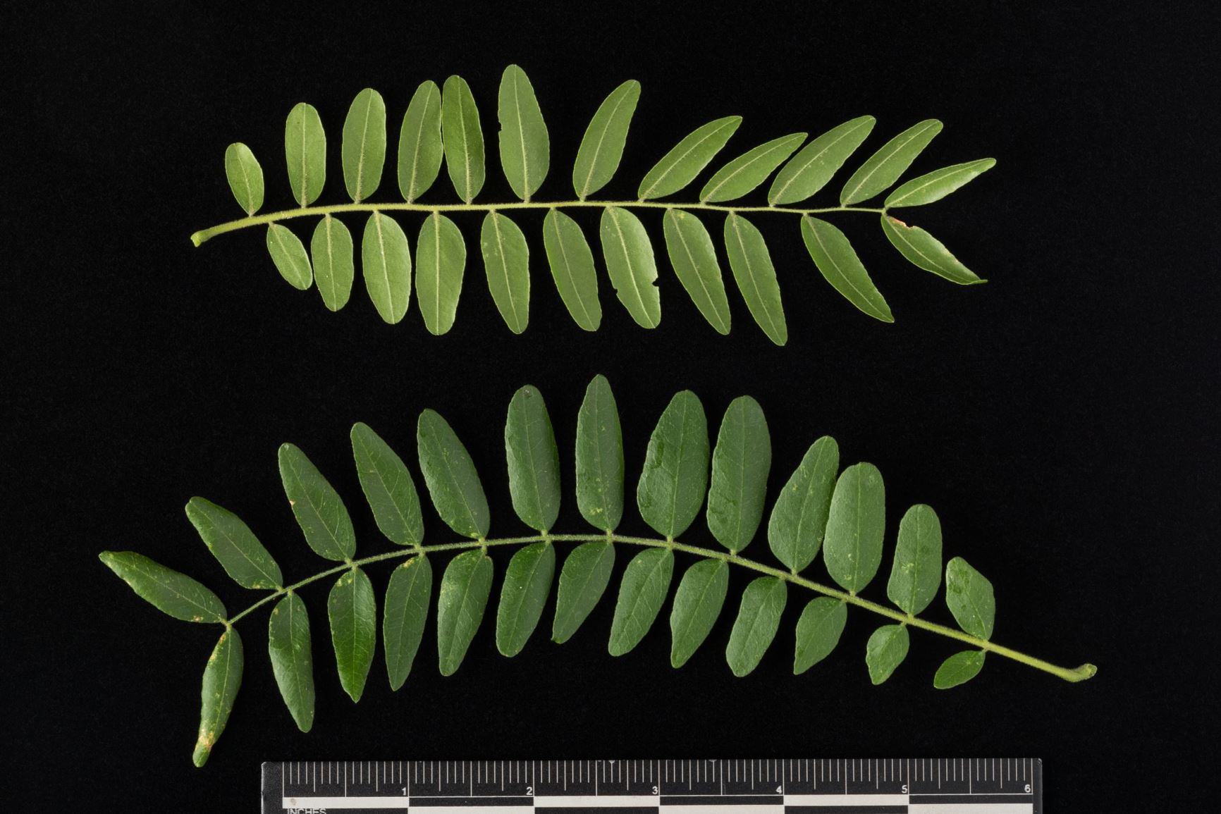 <p>Famously known for clusters of large, hard, three-pronged thorns. Pinnately and bipinnately compound</p>