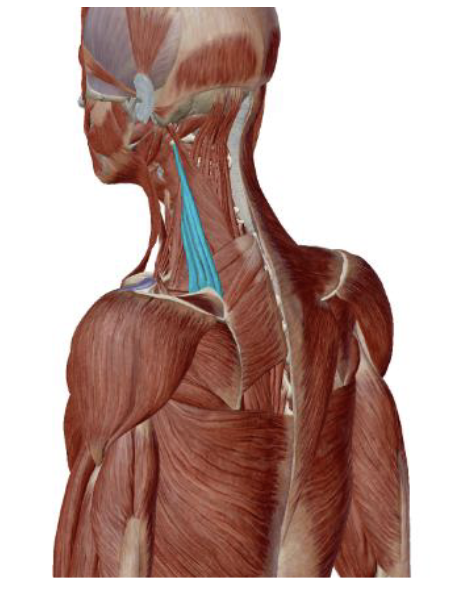 <p><span>which muscle, origin, insertion, innervation, and action is this</span></p>