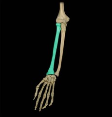 <p>lateral bone of the forearm, aligns with 1st digit</p>