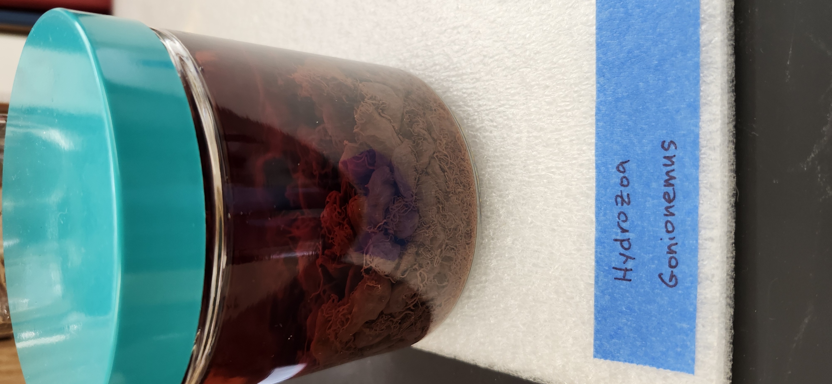 <p>Look at the Gonionemus specimen</p>