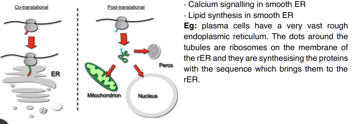<p>synthesis and folding of proteins in the rough ER. proteins that have to enter the ER are synthesised on ribosomes which sit on the ER. there is a con translational translocation of proteins from ribosomes to the rough ER, thus it occurs when the proteins are still being synthesised on the ribosome. also post-translational modifications occur in the ER, which occur after protein synthesis and are needed for the correct folding of the protein. </p>