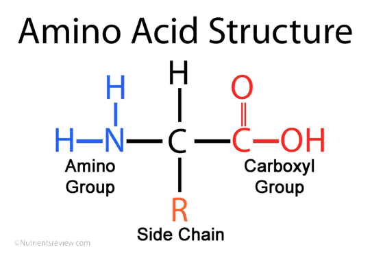 <p>_______ group of amino acid dissociates to release H+</p><p>________ groups and __ groups of amino acids can accept H+</p>