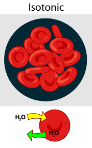 <p><span style="background-color: transparent;">no net movement of water between cell and environment</span></p>
