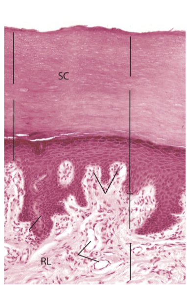 <p>identify tissue type and what it shows.</p>