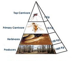 <p>n tổng khối lượng sinh vật sống Fish biomass increased significantly after fishing restrictions were introduced.</p>
